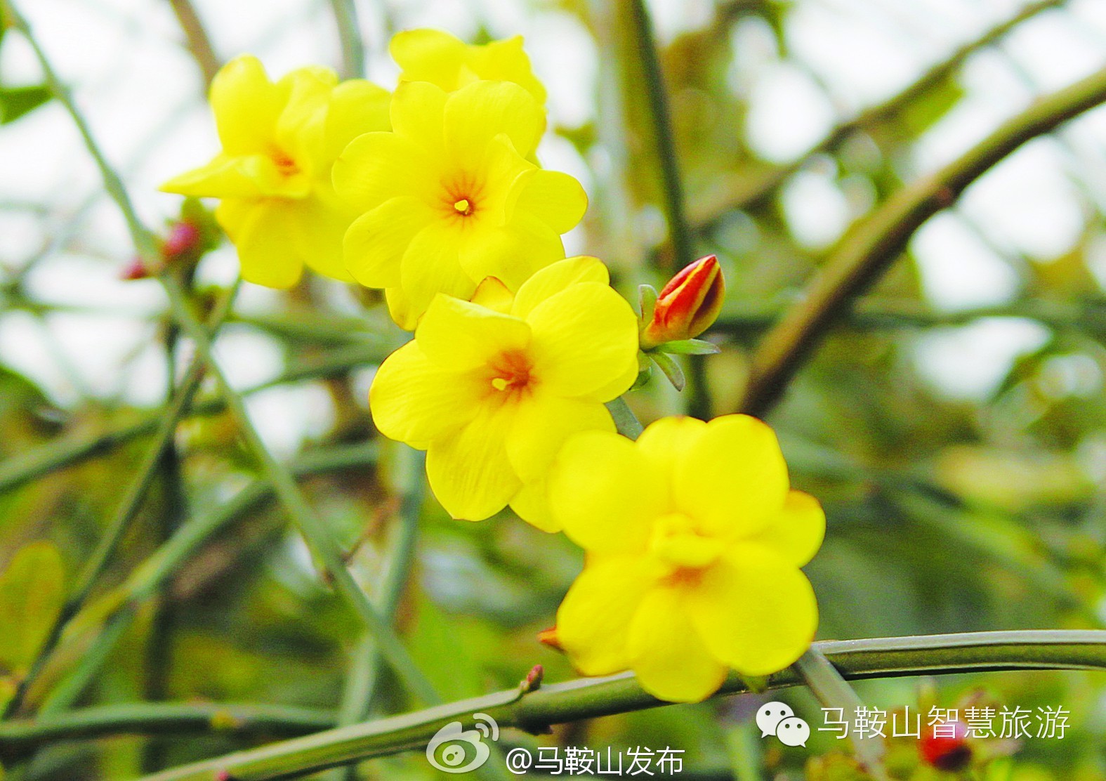 好一朵迎春花啊~啊