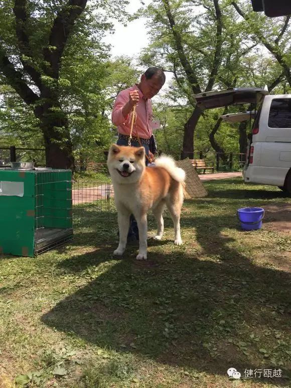 专家爸的秋田犬选购新手指南