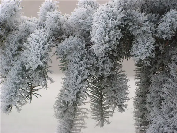 美哭了，这TM才叫冰雪奇缘！