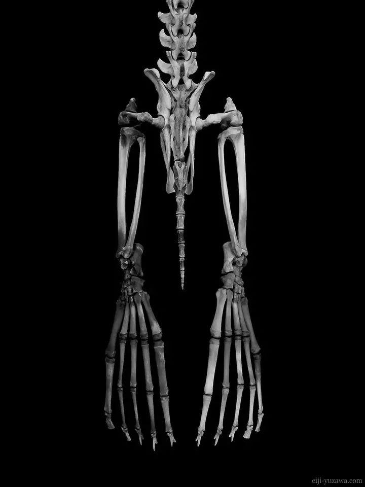 棕毛皮海豹后肢骨