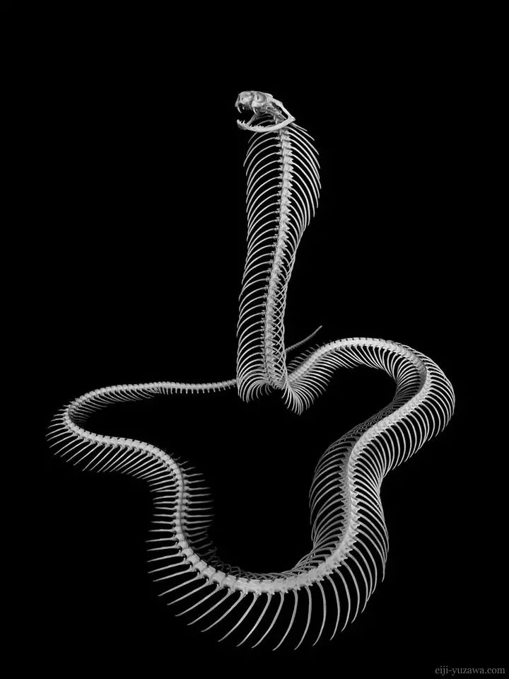 汤泽英治拍摄的印度眼镜蛇骨骼