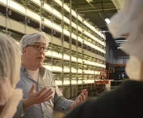 围观世界最大垂直农场：采用特殊LED灯光作业