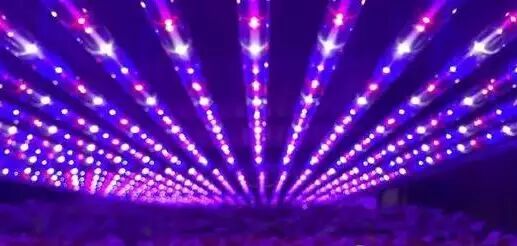围观世界最大垂直农场：采用特殊LED灯光作业
