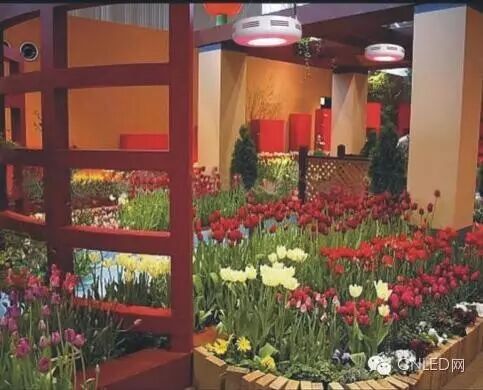 拓展：LED植物灯、全光谱植物生长灯的特点与优势