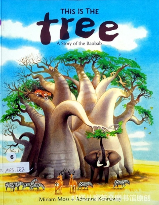 THIS IS THE TREE 作者:Miriam Moss 插图作者:Adrinenne Kennaway 灯塔图书馆编码:F.600.MOS.TRE 推荐理由: 辽阔的非洲大草原总是充满着新奇与浪漫;狂奔的鸵鸟,成群的大象,树下嬉戏的斑马今天我们绘本故事的主角并不是这些我们常听说的野生动物,而是这些野生动物都非常喜欢的一种树木:猴面包树。 猴面包树是非洲最有名的树,通常被称为生命之树,因为它身上所有部分在日常生活中都能用到。它也是许多小动物们赖以栖息的家园。这个像火山一样古老的树木将根深深地扎