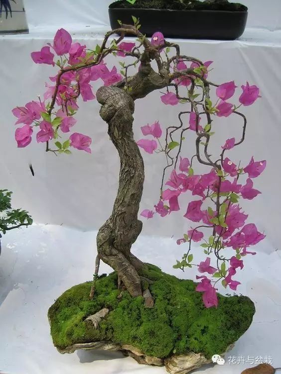 三角梅的盆景欣赏和日常养护介绍