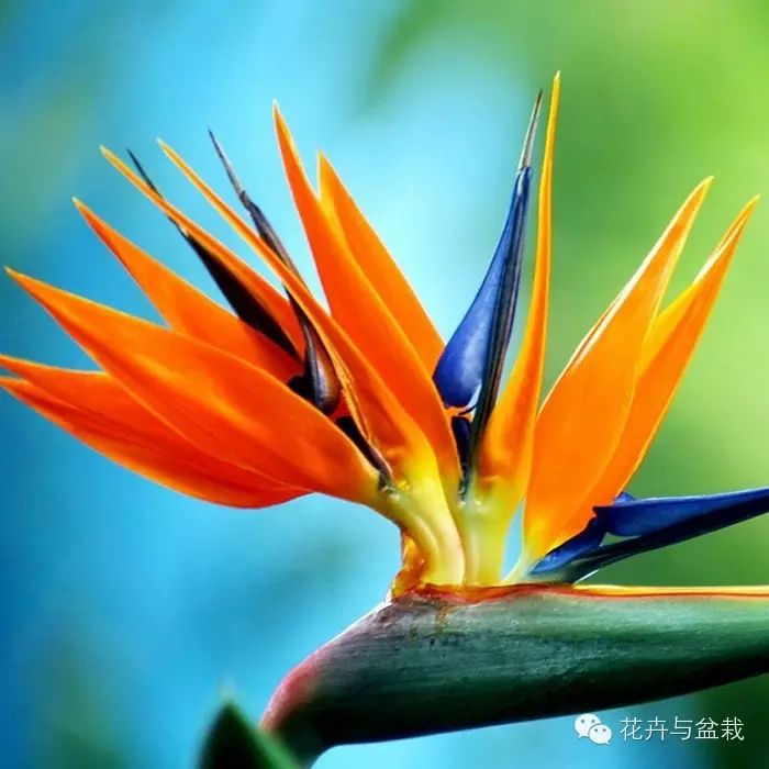 天堂鸟形似仙鹤,象征了自由和吉祥.
