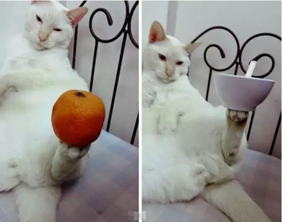 谁点谁怀孕!“白子画”上仙请收了神通吧,建国以后不许动物成精!-怀孕期