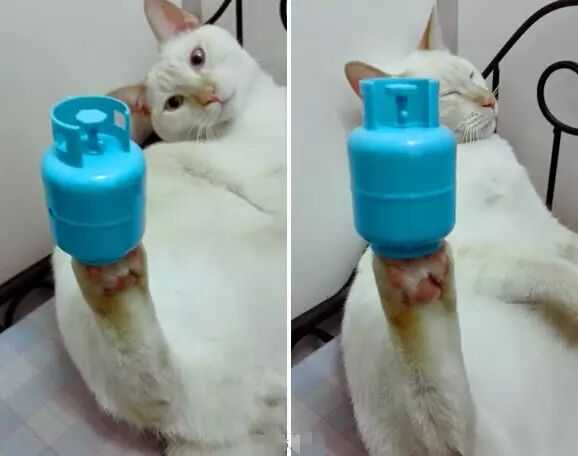 谁点谁怀孕!“白子画”上仙请收了神通吧,建国以后不许动物成精!-怀孕期