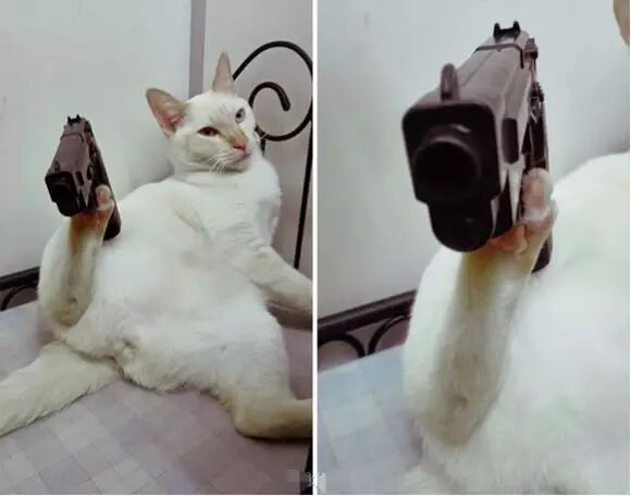 谁点谁怀孕!“白子画”上仙请收了神通吧,建国以后不许动物成精!-怀孕期