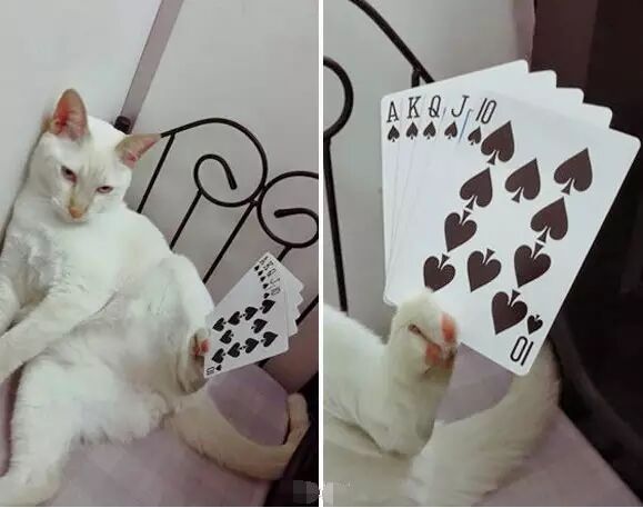 谁点谁怀孕!“白子画”上仙请收了神通吧,建国以后不许动物成精!-怀孕期