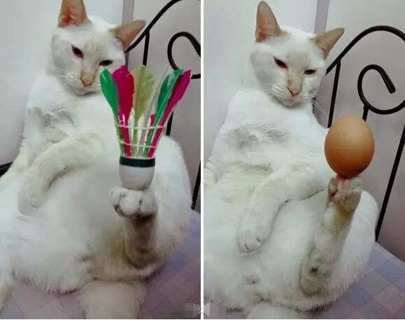 谁点谁怀孕!“白子画”上仙请收了神通吧,建国以后不许动物成精!-怀孕期