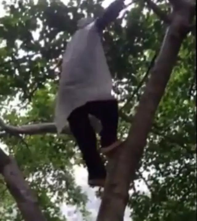 97岁的海南老奶奶，爬树比猴子还快啊!服！！！