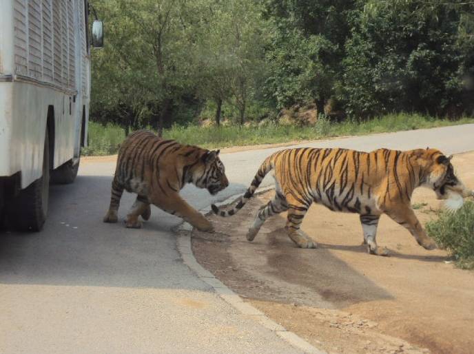 北京八达岭野生动物园老虎袭人致一死一伤
