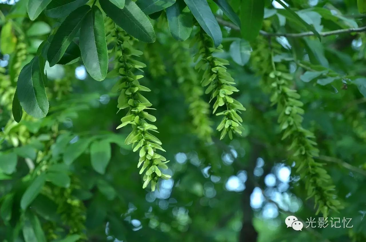 十四,枫杨树,它的翅果是不是很像一串串风铃(军分区干休所附近)