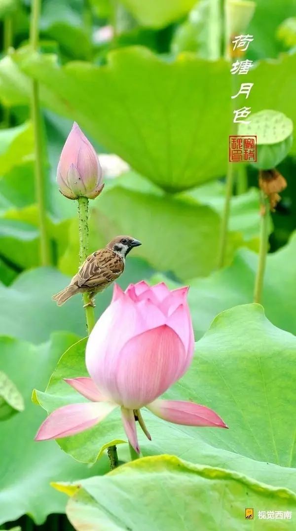 拍空中飞的昆虫(蝴蝶,蜻蜓,豆娘,蜜蜂,瓢虫等等)落在荷花或荷叶上的一