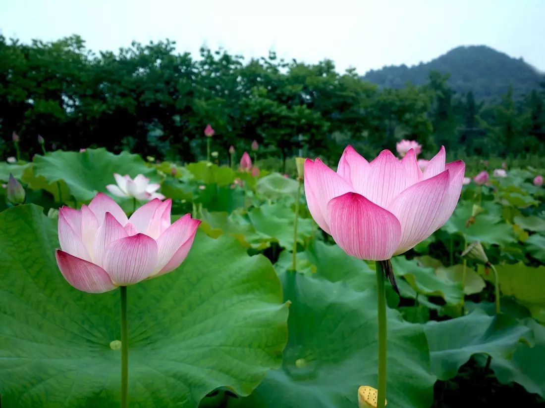 文/月光女神 池畔荷花正艳, 绿萼玉盘相伴.