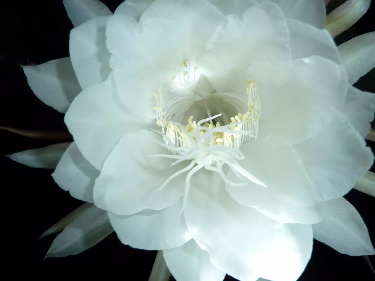 【昙花】一时惊艳绝尘去, 一顾惊鸿一世情.(第84期/总