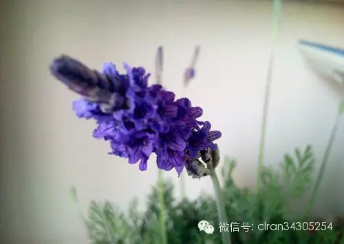 养生丨客厅用香薰精油的配方