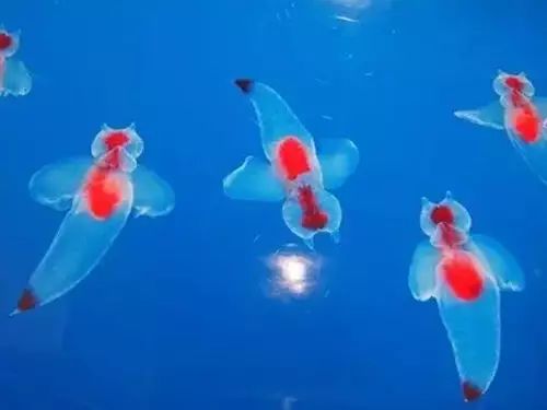 日本展出冰海精灵 如天使浮动梦幻唯美！