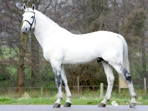 知马:比利时温血马belgian warmblood bwp