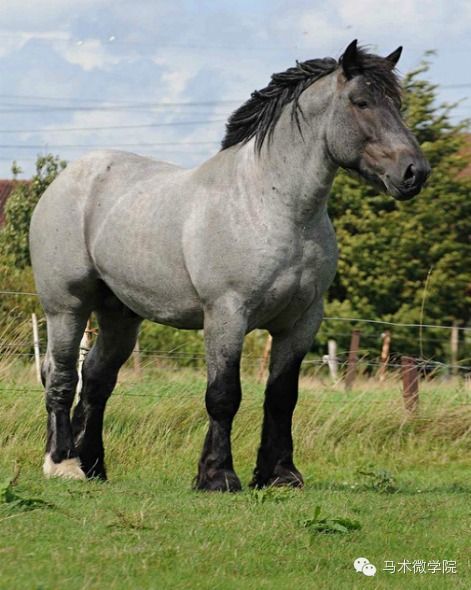 知马:比利时温血马belgian warmblood bwp