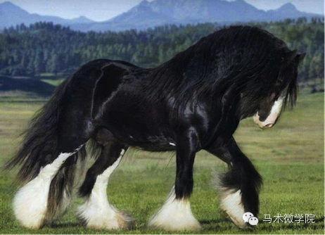 知马:夏尔马shirehorse 番外