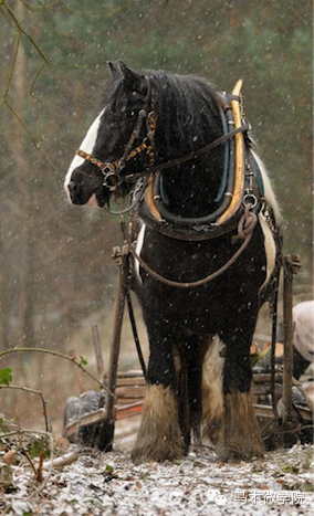 知马:夏尔马shirehorse 番外