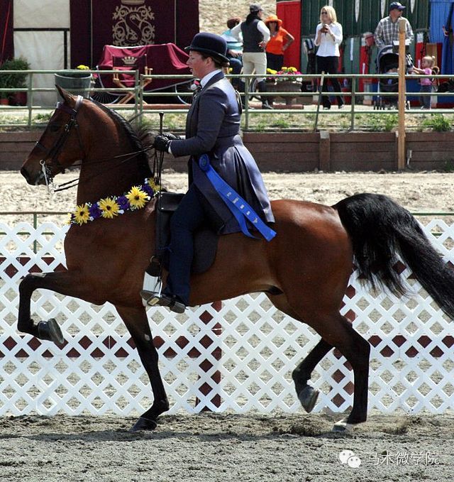 知马摩根马morganhorse
