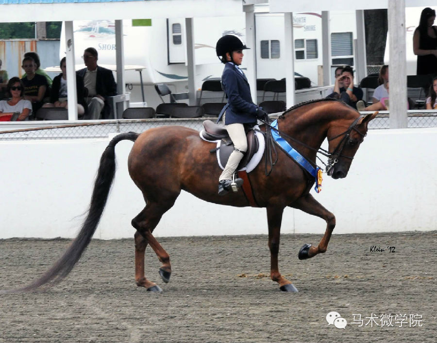 知马摩根马morganhorse