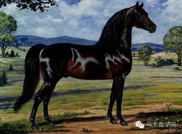 知马摩根马morganhorse