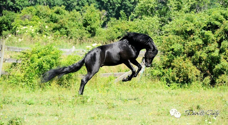 知马摩根马morganhorse