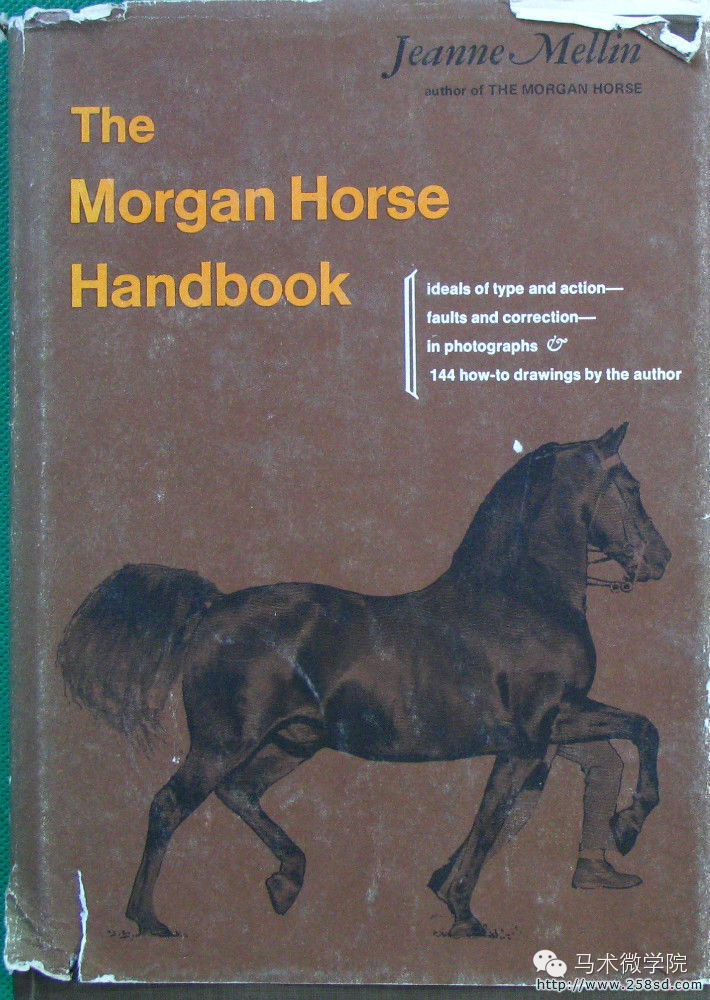知马摩根马morganhorse