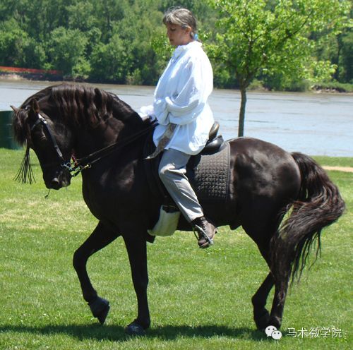 知马摩根马morganhorse
