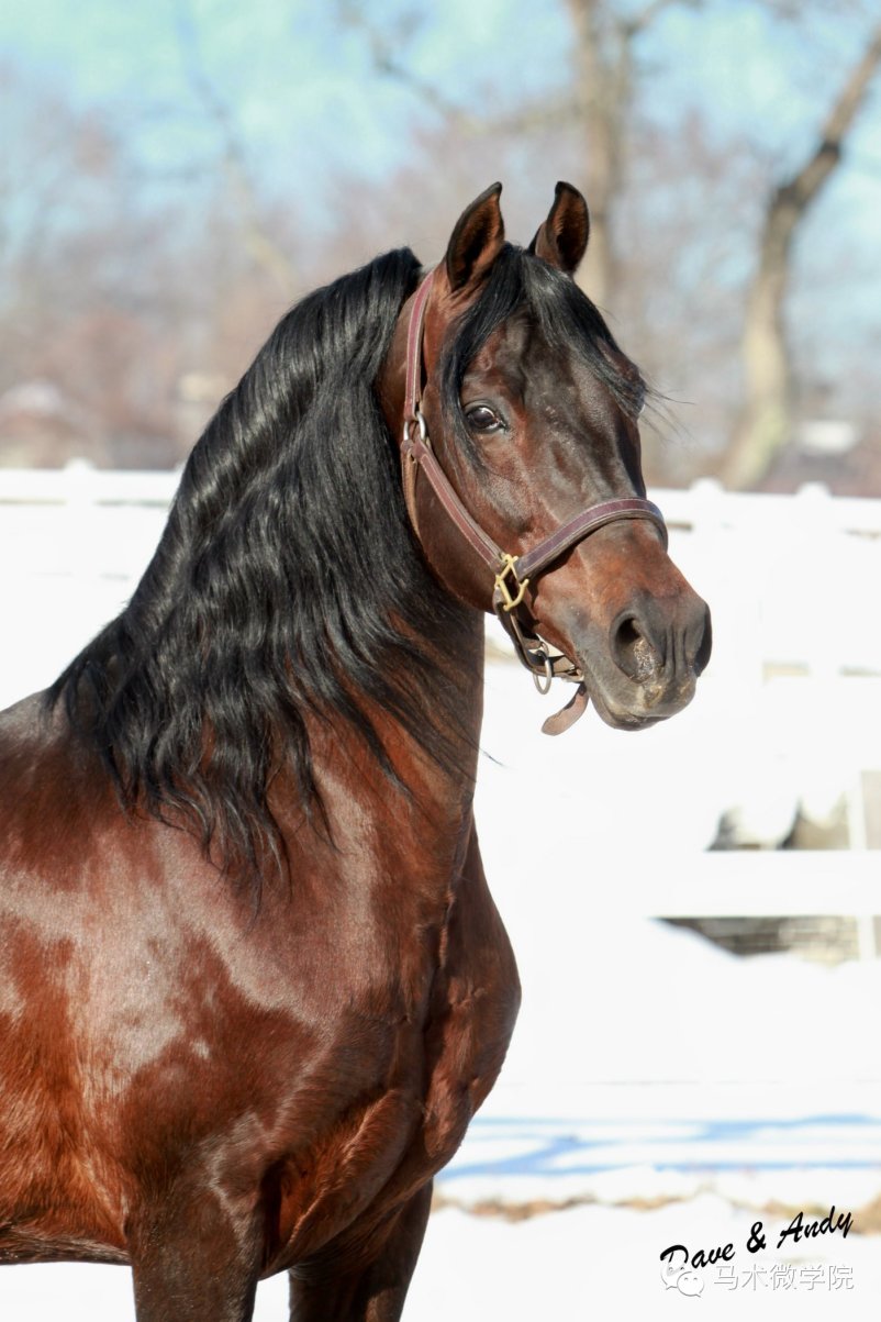 知马摩根马morganhorse