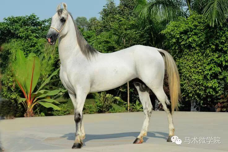 知马：卡提阿瓦马Kathiawari——卷耳的小幸福