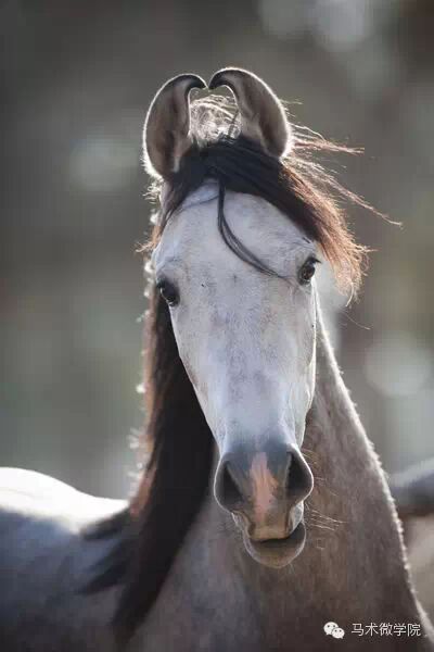 知马：卡提阿瓦马Kathiawari——卷耳的小幸福