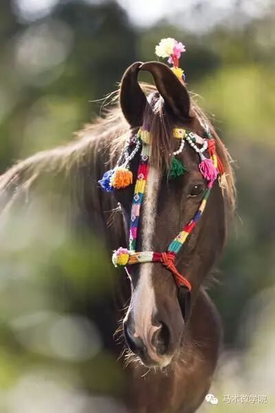 知马：卡提阿瓦马Kathiawari——卷耳的小幸福