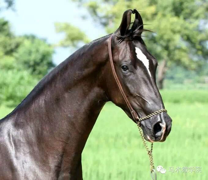 知马：卡提阿瓦马Kathiawari——卷耳的小幸福