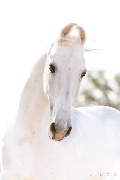 知马：卡提阿瓦马Kathiawari——卷耳的小幸福