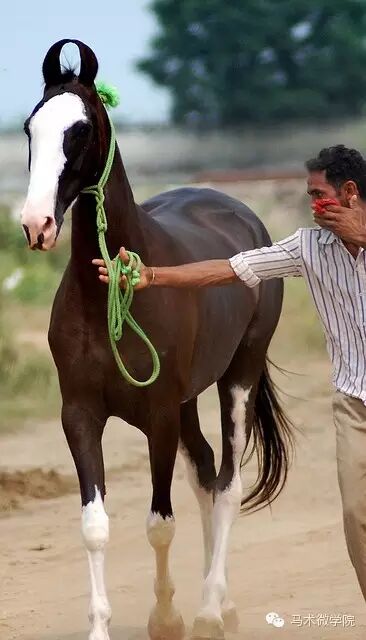 知马：卡提阿瓦马Kathiawari——卷耳的小幸福