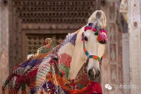 知马：卡提阿瓦马Kathiawari——卷耳的小幸福