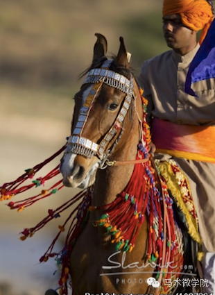 知马：卡提阿瓦马Kathiawari——卷耳的小幸福