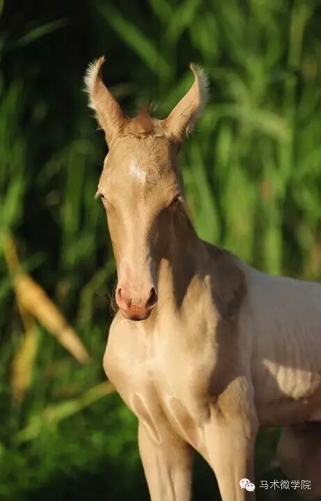 知马：卡提阿瓦马Kathiawari——卷耳的小幸福