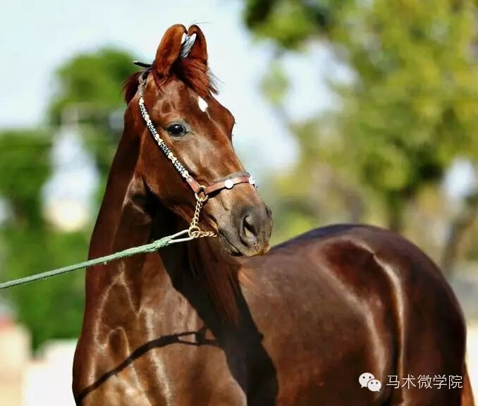 知马：卡提阿瓦马Kathiawari——卷耳的小幸福