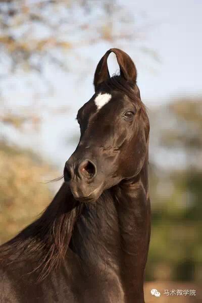 知马：卡提阿瓦马Kathiawari——卷耳的小幸福