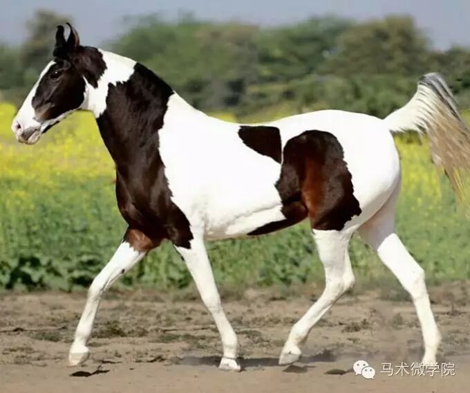 知马：卡提阿瓦马Kathiawari——卷耳的小幸福