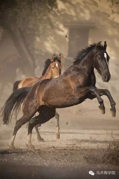 知马：卡提阿瓦马Kathiawari——卷耳的小幸福