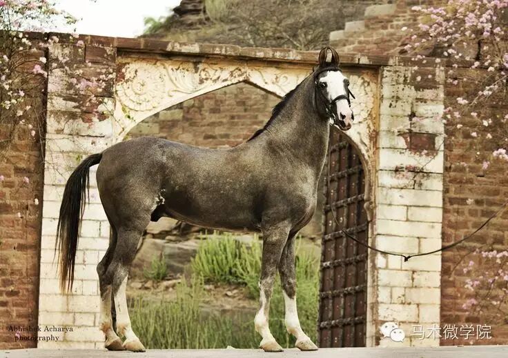 知马：卡提阿瓦马Kathiawari——卷耳的小幸福