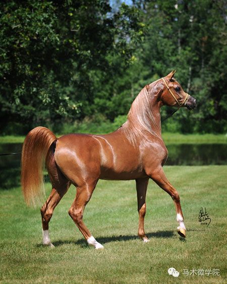 知马：卡提阿瓦马Kathiawari——卷耳的小幸福